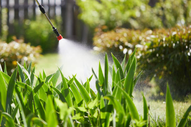 24/7 Emergency Termite Control experts in Wheeling, IL